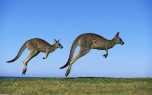 Sfondi desktop canguri wallpapers kangaroo free - due passi