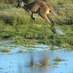 Sfondi desktop canguri wallpapers kangaroo free - jump