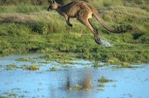 Sfondi desktop canguri wallpapers kangaroo free - jump