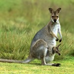 Sfondi desktop canguri wallpapers kangaroo free - marsupio