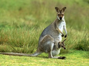 Sfondi desktop canguri wallpapers kangaroo free - marsupio