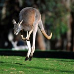 Sfondi desktop canguri wallpapers kangaroo free - salto