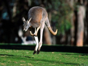 Sfondi desktop canguri wallpapers kangaroo free - salto