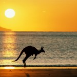 Sfondi desktop canguri wallpapers kangaroo free - sulla spiaggia