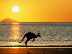 Sfondi desktop canguri wallpapers kangaroo free - sulla spiaggia