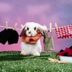 Sfondi desktop coniglietti da the wallpapers bunny - stendino