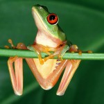 Sfondi desktop frog wallpapers free - Adesso ti prendo