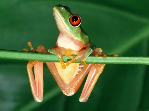 Sfondi desktop frog wallpapers free - Adesso ti prendo