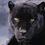 Sfondi desktop pantera wallpapers free black panther