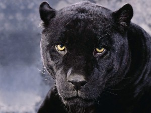 Sfondi desktop pantera wallpapers free black panther