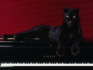 Sfondi desktop pantera wallpapers free - on piano