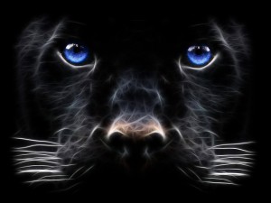 Sfondi desktop pantera wallpapers free panther