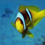 Wallpapers pesci sfondi desktop gratis - pesce tropicale