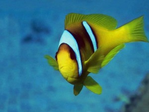 Wallpapers pesci sfondi desktop gratis - pesce tropicale