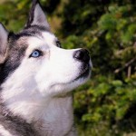 Sfondi cani wallpapers free Huskey Siberiano