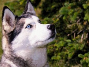 Sfondi cani wallpapers free Huskey Siberiano