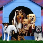 Sfondi cani wallpapers free - alla carica