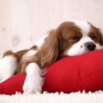 Sfondi cani wallpapers free cavalier King