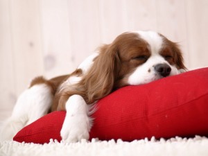 Sfondi cani wallpapers free cavalier King