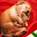 Sfondi cani wallpapers free - col peluche