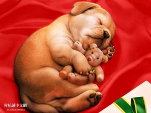 Sfondi cani wallpapers free - col peluche