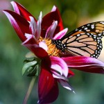 Sfondi desktop farfalle - wallpapers gratis butterfly and flowers