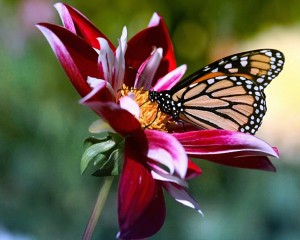 Sfondi desktop farfalle - wallpapers gratis butterfly and flowers