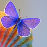 Sfondi desktop farfalle - wallpapers gratis butterfly xerces blue