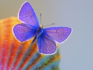 Sfondi desktop farfalle - wallpapers gratis butterfly xerces blue