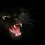 Sfondi-HD-wallpapers-gratis-black-cat