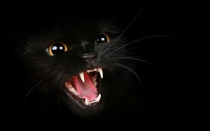 Sfondi-HD-wallpapers-gratis-black-cat