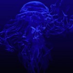 Sfondi HD wallpapers gratis - medusa