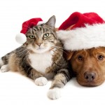 Sfondi Natale - wallpapers natale - cane e gatto