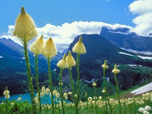 Sfondi montagna e neve - wallpapers desktop - fiori di motagna