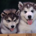 Sfondi cuccioli cane - wallpapers gratis immagini husky