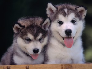 Sfondi cuccioli cane - wallpapers gratis immagini husky