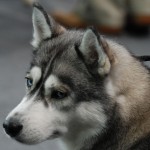 Sfondi cuccioli cane - wallpapers gratis immagini husky HD