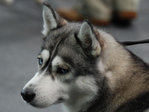 Sfondi cuccioli cane - wallpapers gratis immagini husky HD