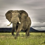 Sfondi desktop HD wallpapers - elefante