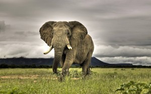 Sfondi desktop HD wallpapers - elefante