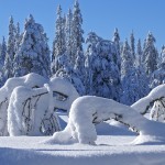 Sfondi desktop neve in montagna - wallpapers alberi spezzati dalla neve