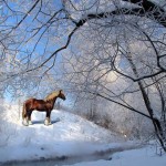 Sfondi desktop neve in montagna - wallpapers neve e cavallo