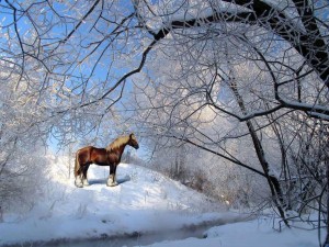 Sfondi desktop neve in montagna - wallpapers neve e cavallo