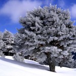 Sfondi desktop neve in montagna - wallpapers neve tra gli alberi