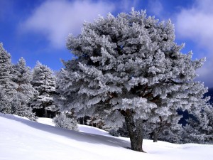 Sfondi desktop neve in montagna - wallpapers neve tra gli alberi