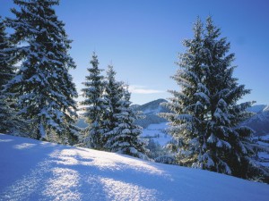 Sfondi desktop neve in montagna - wallpapers pini innevati