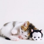 Sfondi gatti - wallpapers gatto che dorme