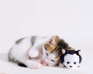 Sfondi gatti - wallpapers gatto che dorme