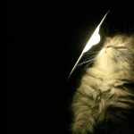 Sfondi gatti - wallpapers gatto e la luce