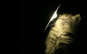 Sfondi gatti - wallpapers gatto e la luce